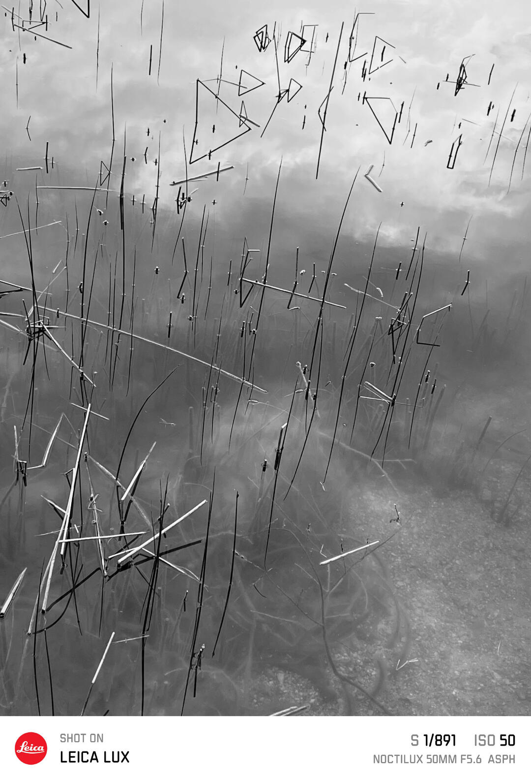 sea with gras
