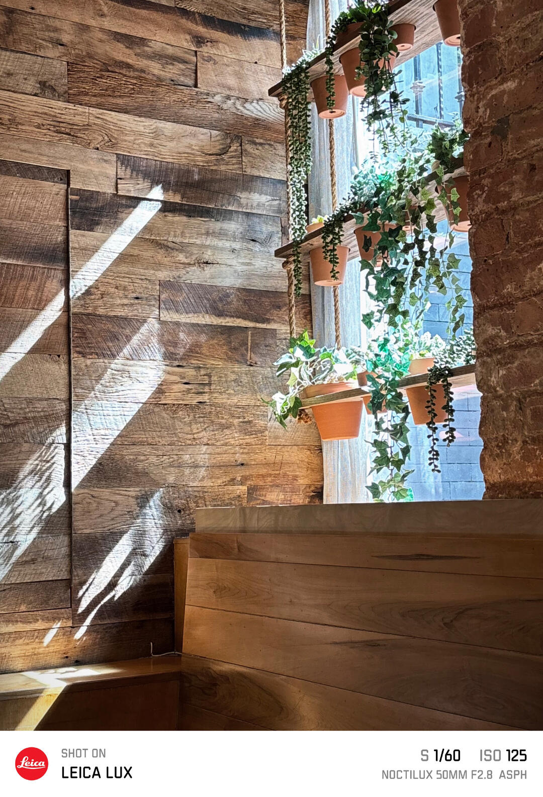 Plants in window