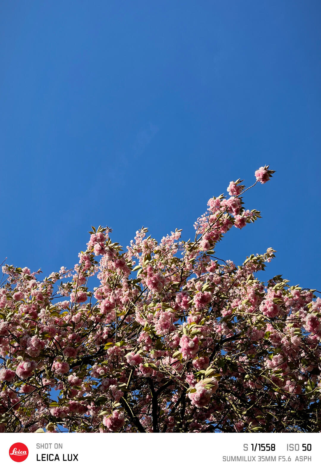 Tree with pink flowers
