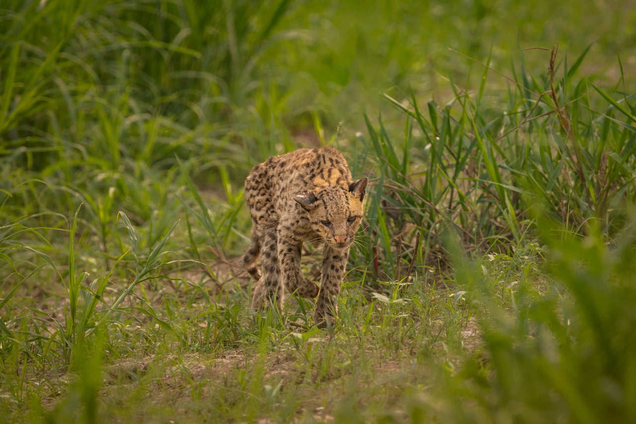 Into the Heart of Jaguar Land