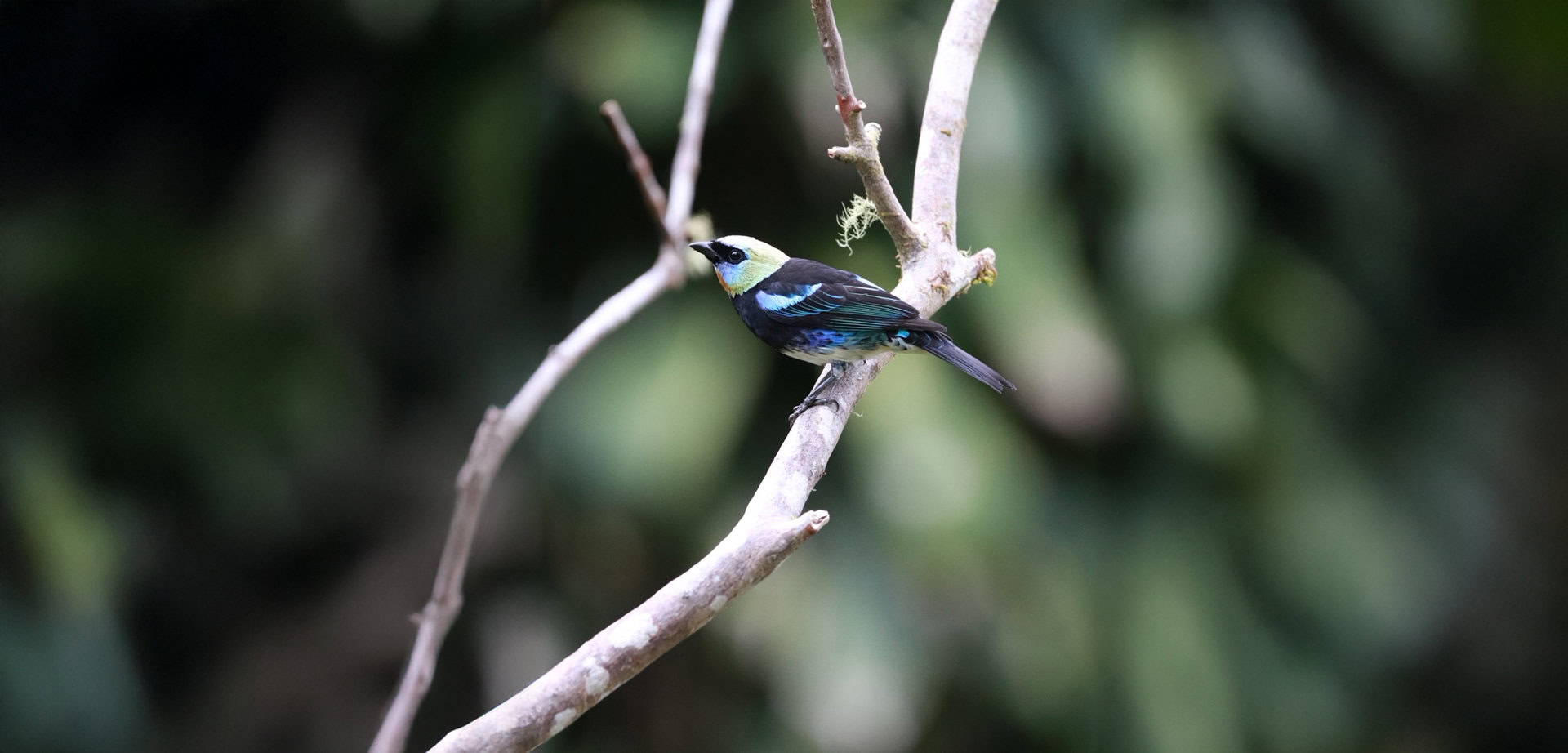 Costa Rica: A Bird Watcher’s Paradise