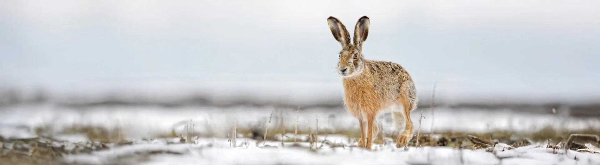 The Christmas Hare