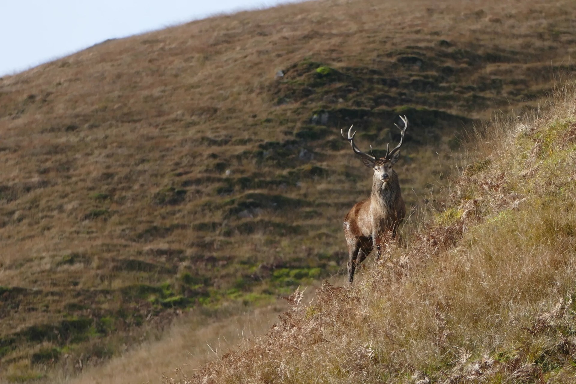 Jura: Island of the Red Deer