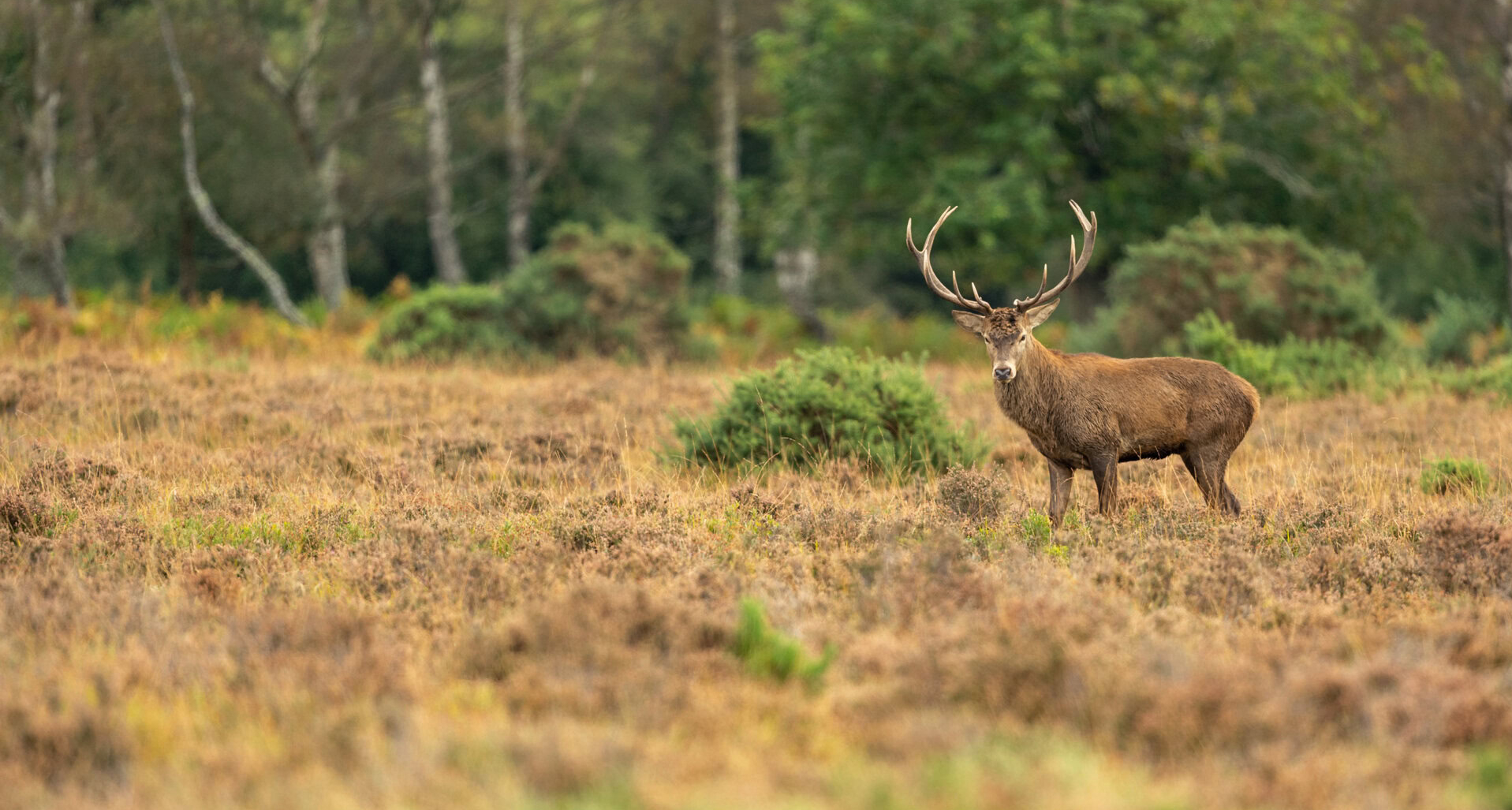 Photographing the deer rut