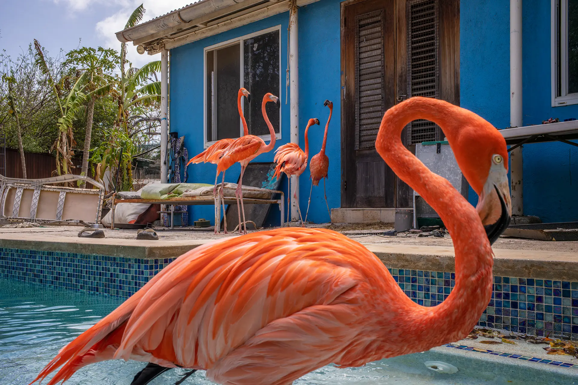 Flamingos in the pool