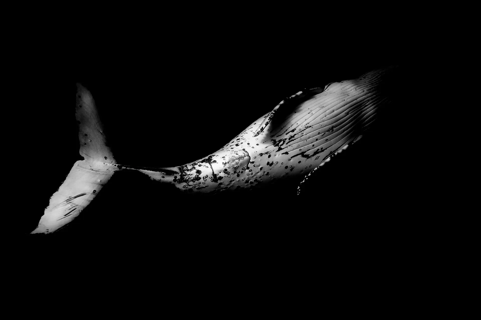 Black and white picture of a whale