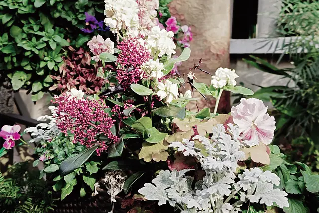 Colourful flowers
