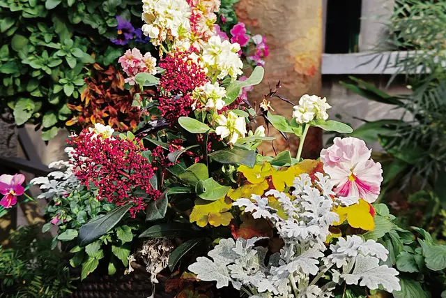 Colourful flowers