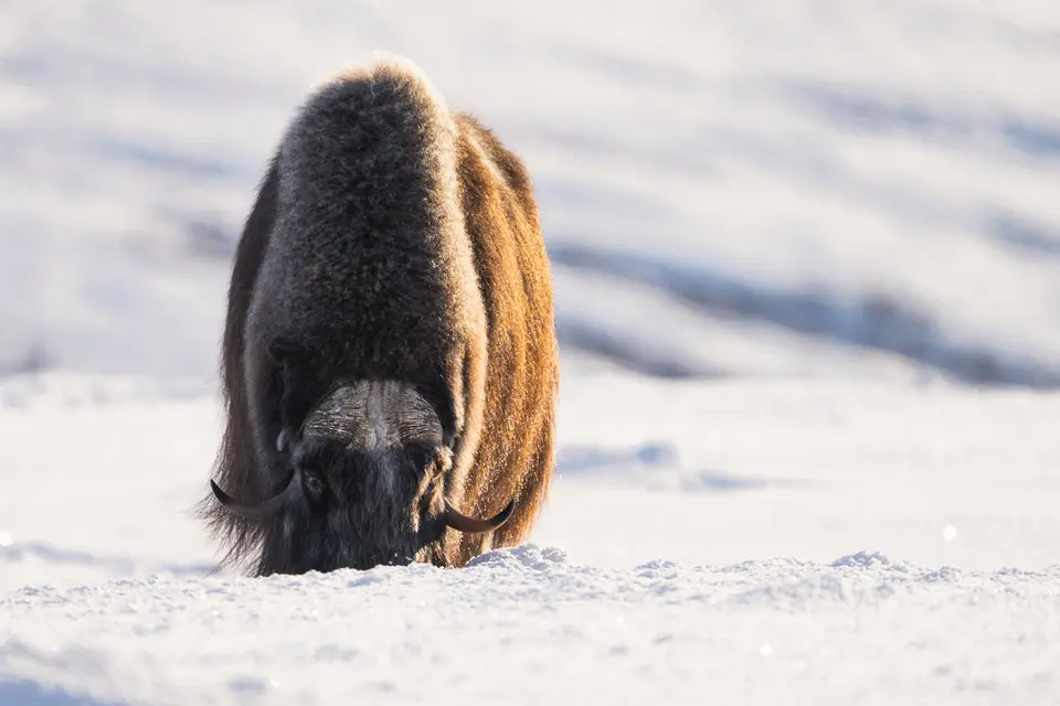 muskoxen_in_norway