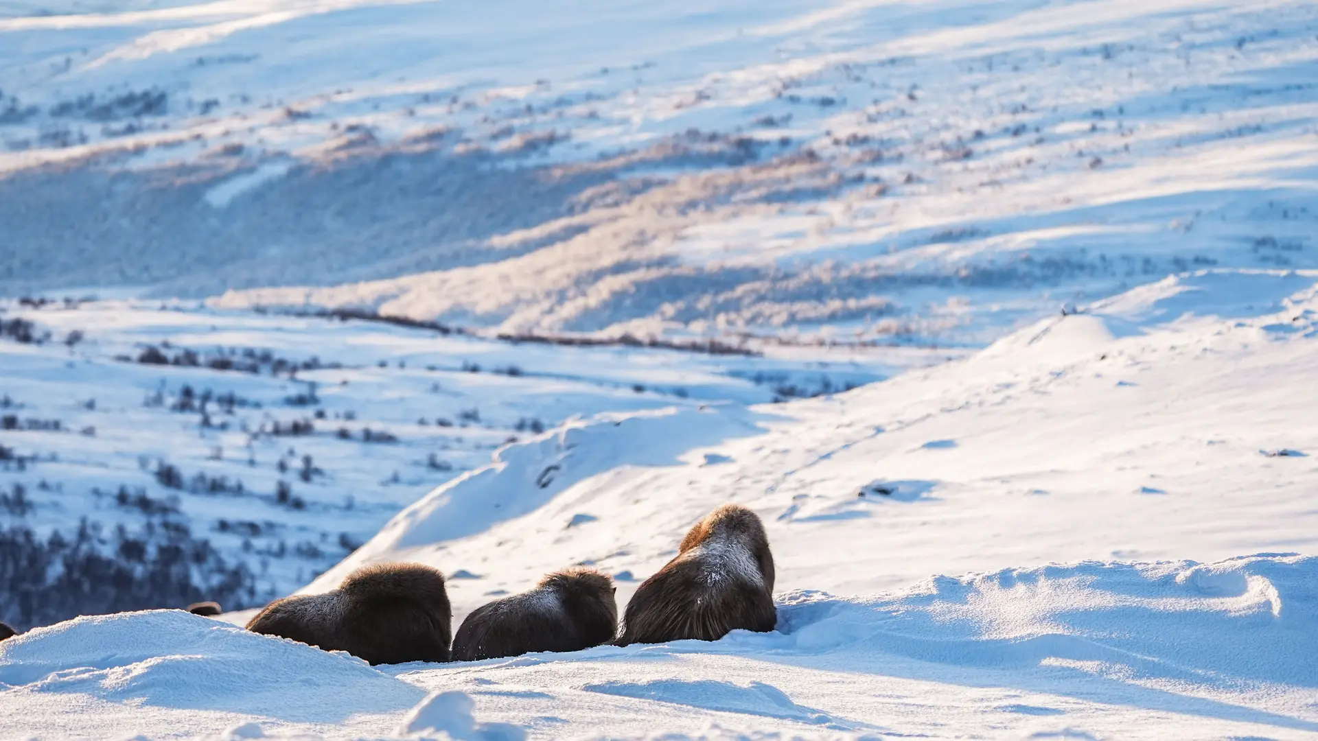 muskoxen_in_norway