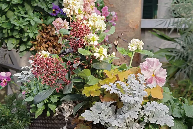 Colourful flowers