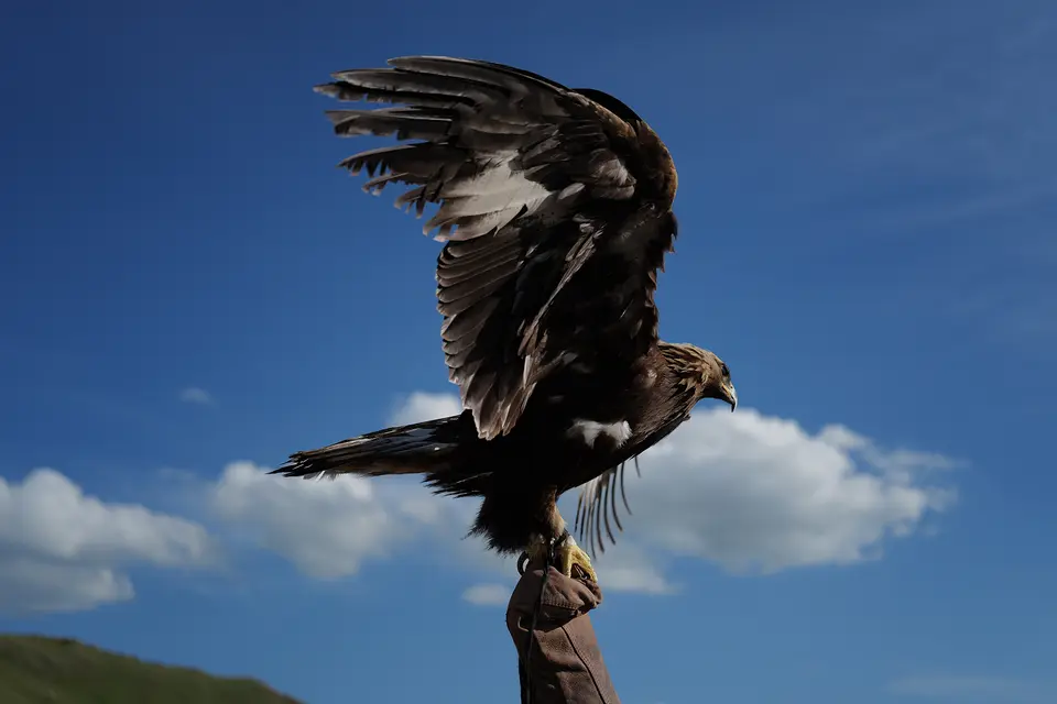 Eagle on the hand of a falconer